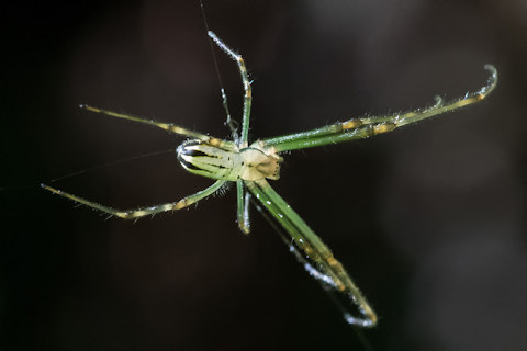 Humped Silver Orb Spider (Leucauge dromedaria)